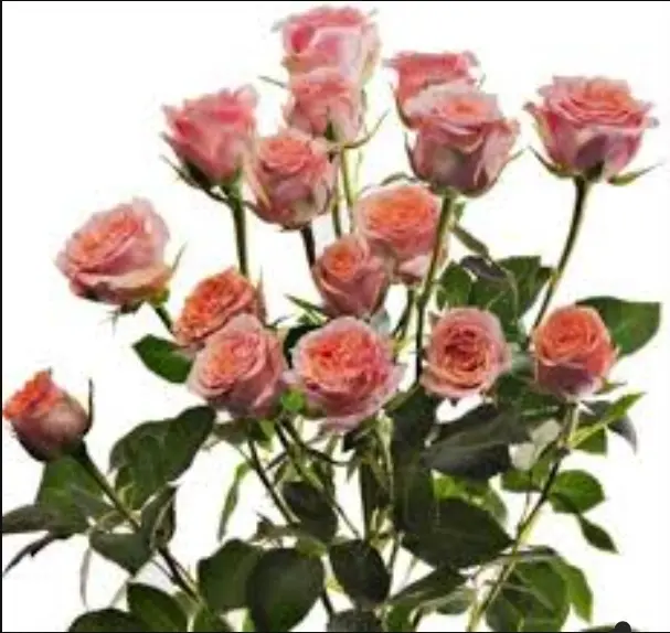 BABY ROSE