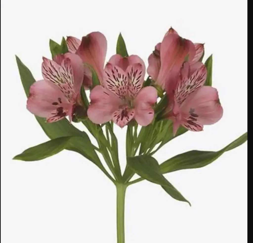 ALSTROMERIA