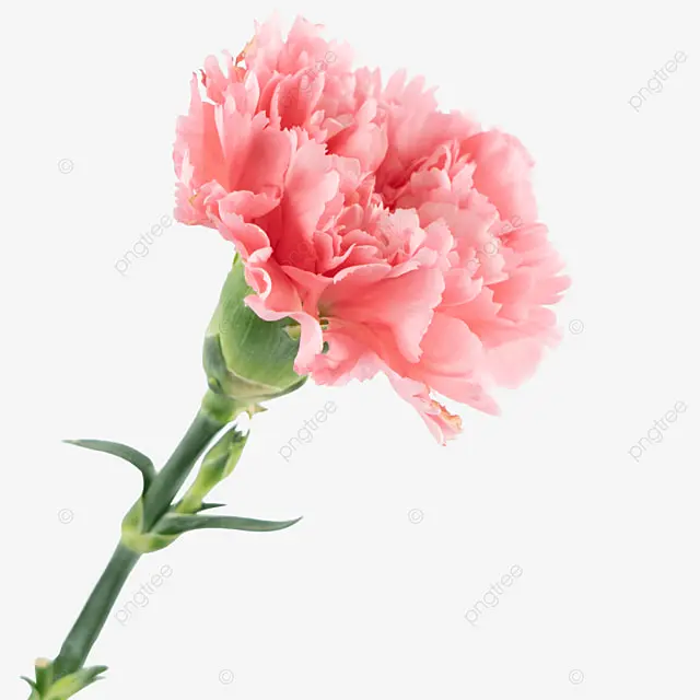 CARNATION