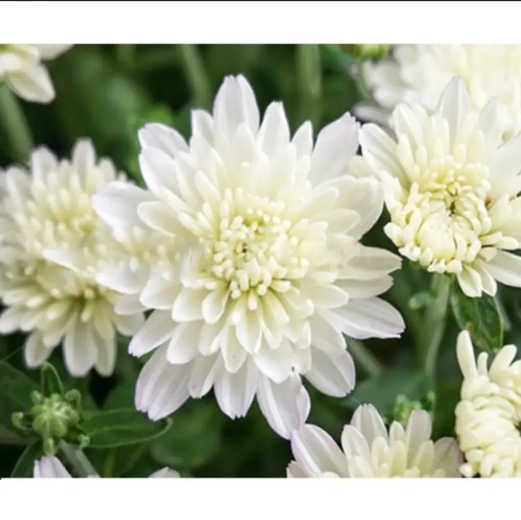 CHRYSANTHEMUM