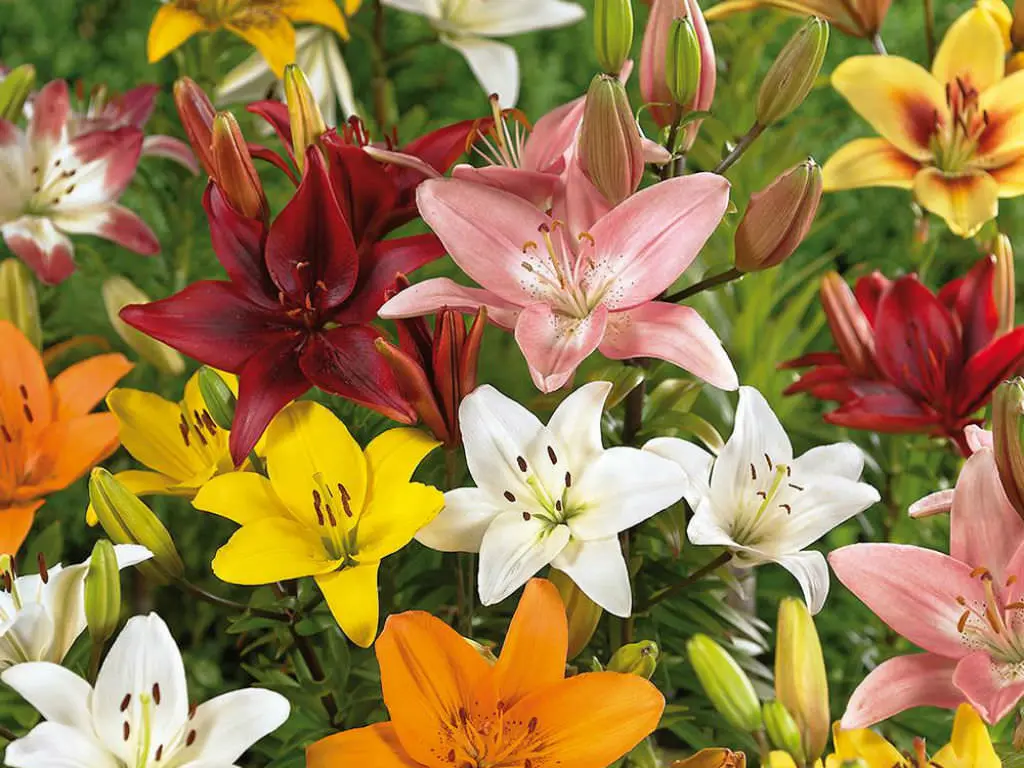 ASIATIC LILIES
