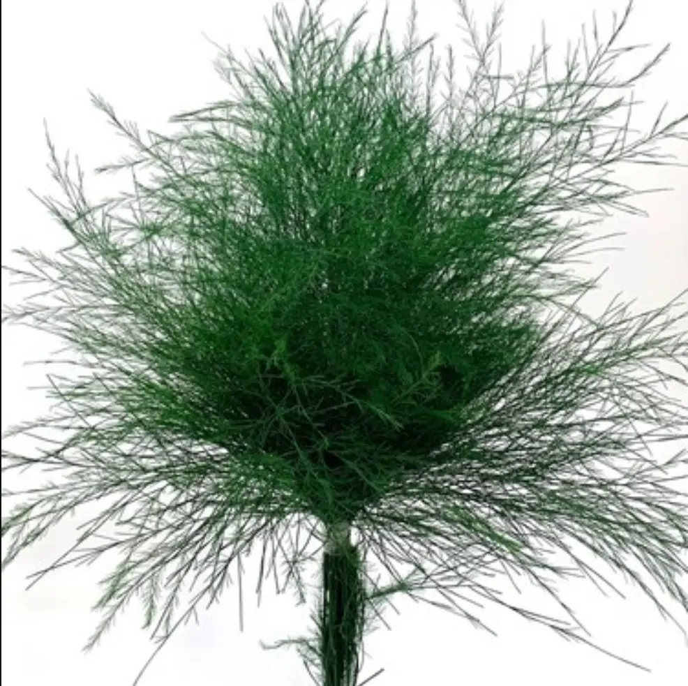 ASPARAGUS
