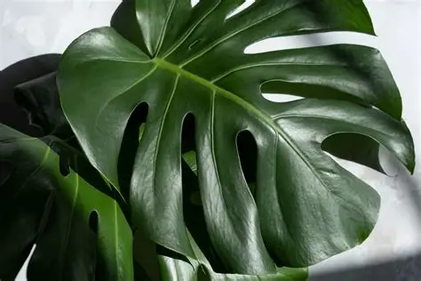  Monstera Deliciosa