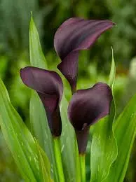 CALLA LILLIES