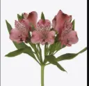 ALSTROMERIA