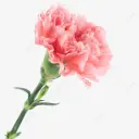 CARNATION