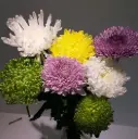CHRYSANTHEMUM DECO