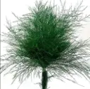 ASPARAGUS