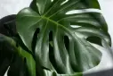  Monstera Deliciosa